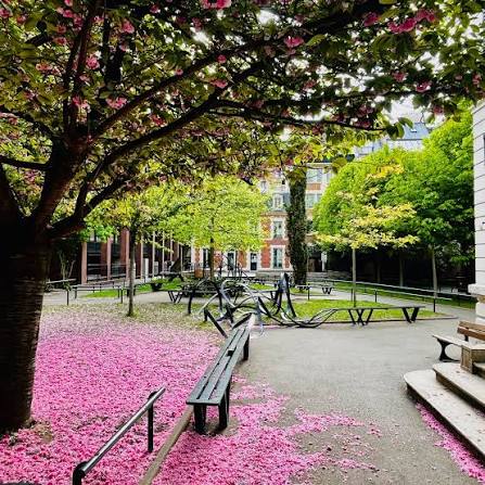 Cour de l’École alsacienne sous un arbre en fleurs